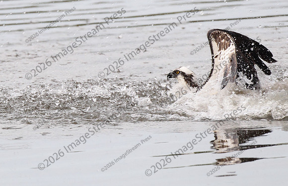 Osprey - J.N. "Ding" Darling National Wildlife Refuge