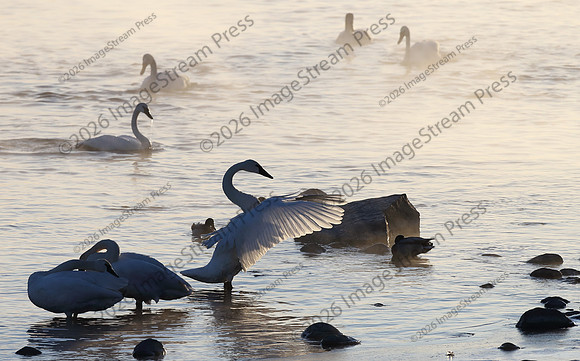 Trumpeter Swan - Monticello, Minnesota