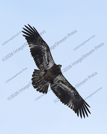 Bald Eagle - Minnesota River National Wildlife Refuge