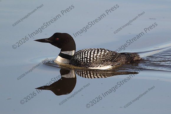 Common Loon - Sherburne National Wildlife Refuge