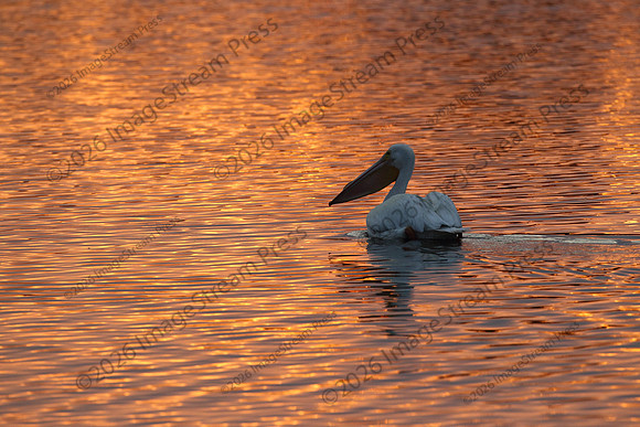 White Pelican - J.N. "Ding" Darling National Wildlife Refuge