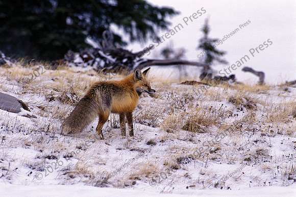 Red Fox - Snowy Range, Wyoming
