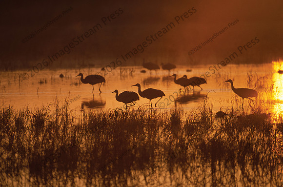 From the book Bosque del Apache - 48 Hours of Flight, Jim Jamieson