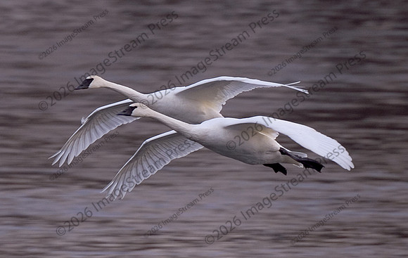 Trumpeter Swans - Monticello, Minnesota