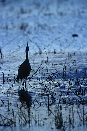 Sandhill Crane - Bosque del Apache National Wildlife Refuge
