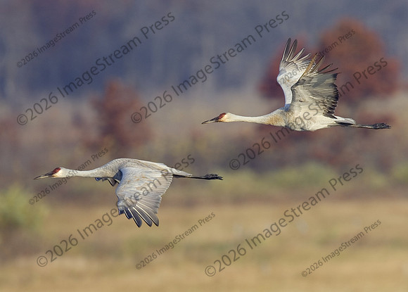 Sandhill Cranes - Crex Meadows Wildlife Area