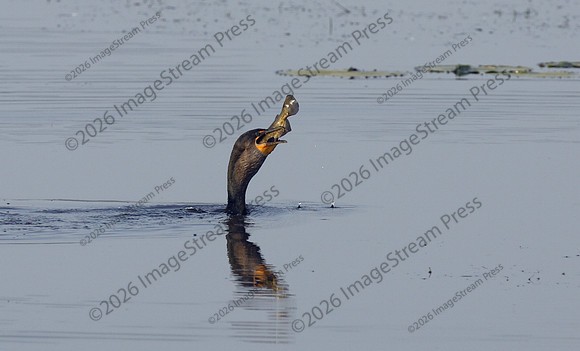 Cormorant Takes Down a Huge Fish - Sherburne National Wildlife Refuge