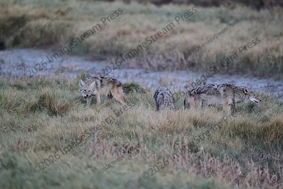 Coyotes - Quivira National Wildlife Refuge, Kansas