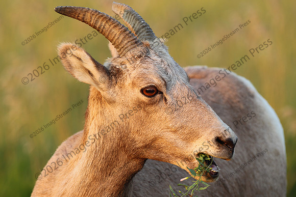 Bighorn Sheep - Badlands National Park