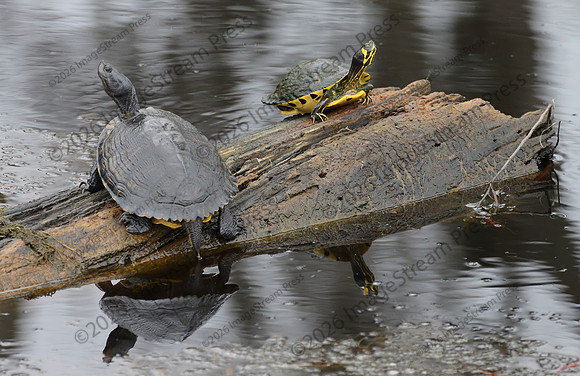 Savanna National Wildlife Refuge, South Carolina