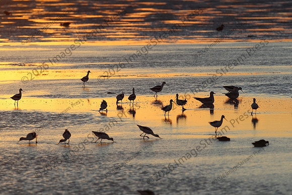 Sunset - Quivira National Wildlife Refuge, Kansas