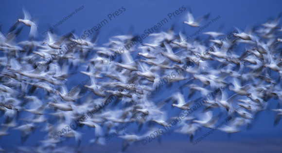 Snow Geese at Dawn - Bosque del Apache National Wildlife Refuge
