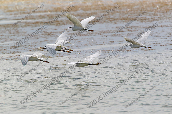 American Avocet - Quivira National Wildlife Refuge, Kansas