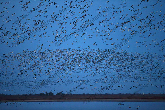 Sunrise - Quivira National Wildlife Refuge