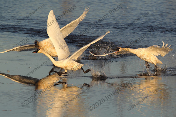 Trumpeter Swans - Sherburne National Wildlife Refuge