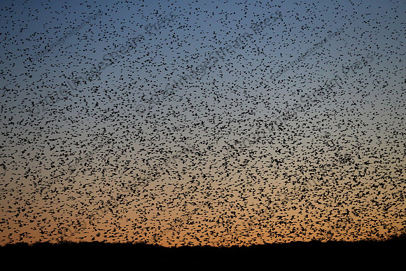 Blizzard of blackbirds - Squaw Creek National Wildlife Refuge, Missouri