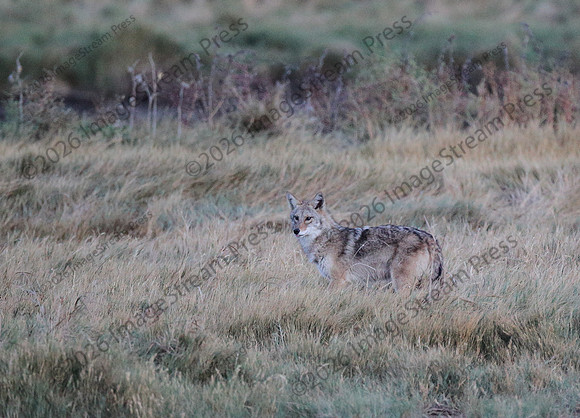 Coyote - Quivira National Wildlife Refuge, Kansas