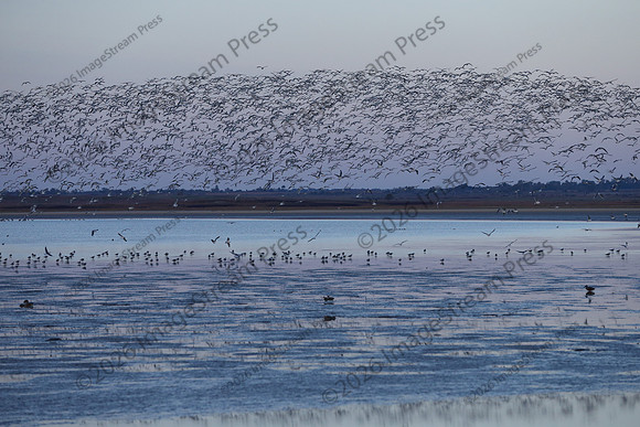 Sunrise - Quivira National Wildlife Refuge