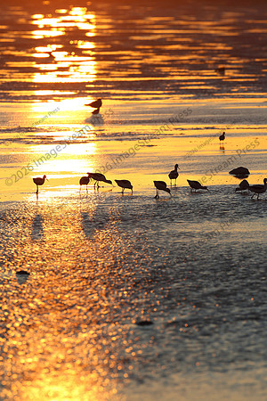 Sunset - Quivira National Wildlife Refuge, Kansas