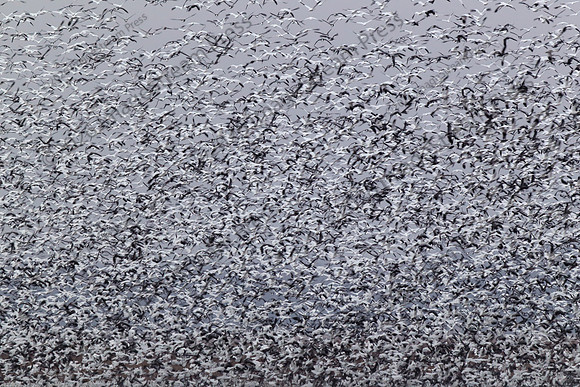Blizzard of Snow Geese - Squaw Creek National Wildlife Refuge, Missouri