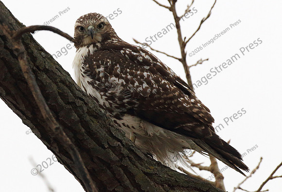 Red-tailed Hawk - Squaw Creek National Wildlife Refuge, Missouri