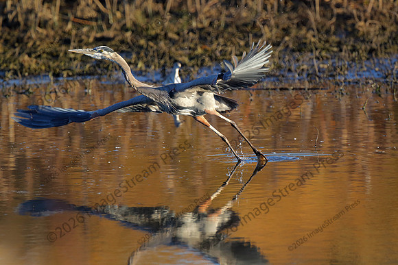 Great Blue Heron - Squaw Creek National Wildlife Refuge, Missouri