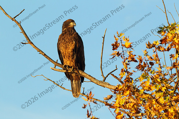 Bald Eagle - Squaw Creek National Wildlife Refuge, Missouri