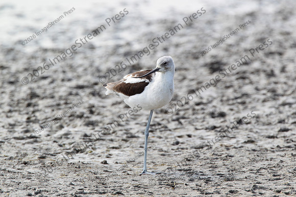 American Avocet - Quivira National Wildlife Refuge, Kansas