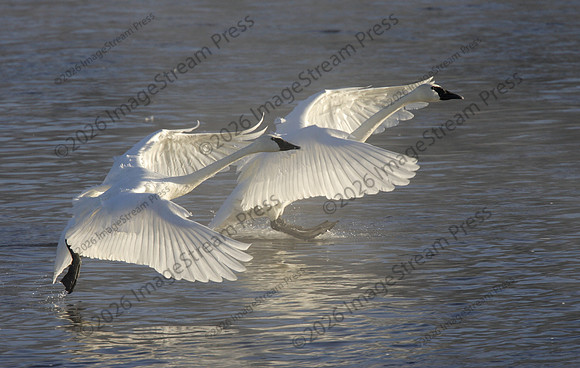 Trumpeter Swans - Monticello, Minnesota
