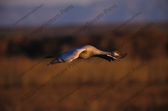 Sandhill Crane - Bosque del Apache National Wildlife Refuge