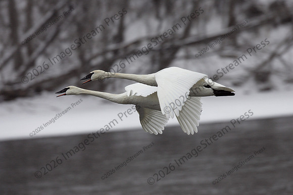 Trumpeter Swans - Monticello, Minnesota