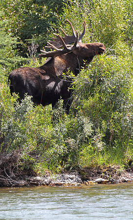 Moose - Moose, Wyoming