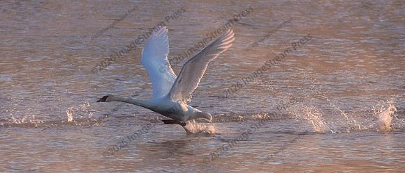 Trumpeter Swan - Mississippi River, Monticello, Minnesota