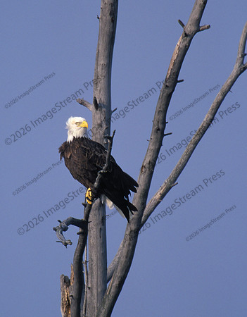 Bald Eagle - Sherburne National Wildlife Refuge