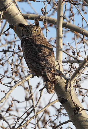 Great Horned Owl - Colorado