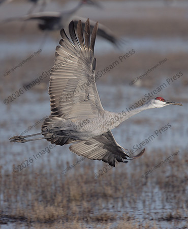 Sandhill Crane - Bosque del Apache National Wildlife Refuge