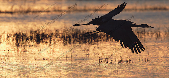Sandhill Cranes at Sunrise - Bosque del Apache National Wildlife Refuge