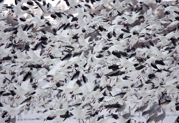 Snow Geese Launch in a Winter Storm - Bosque del Apache National Wildlife Refuge