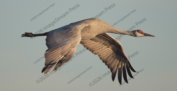 Sandhill Crane - Bosque del Apache National Wildlife Refuge