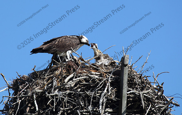 Osprey - J.N. "Ding" Darling National Wildlife Refuge