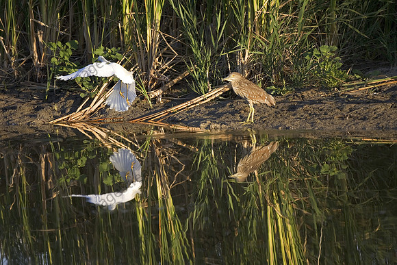 Bear River National Wildlife Refuge - Utah
