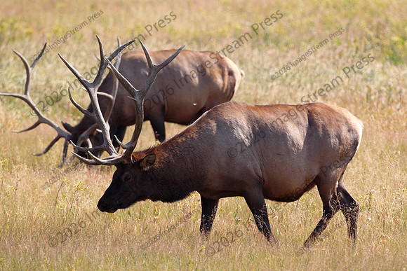 Bull Elks - Grand Teton National Park