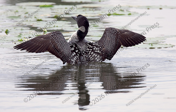 Common Loon - Sherburne National Wildlife Refuge