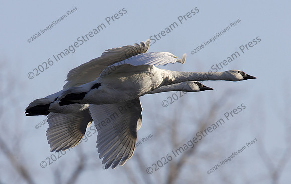 Trumpeter Swan - Monticello, Minnesota