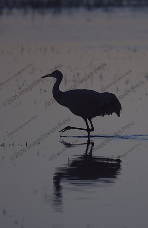 Sandhill Crane - Bosque del Apache National Wildlife Refuge