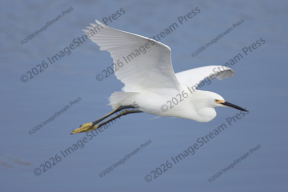 Snowy Egret - J.N. "Ding" Darling National Wildlife Refuge