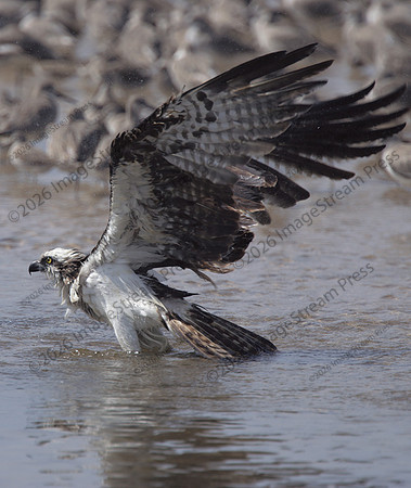 Osprey - J.N. "Ding" Darling National Wildlife Refuge