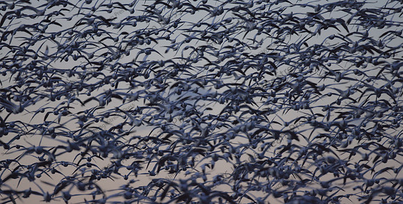 Snow Geese at Dawn - Bosque del Apache National Wildlife Refuge