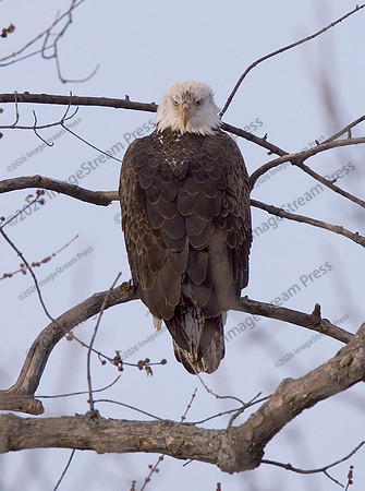 Bald Eagle - Redwing, Minnesota