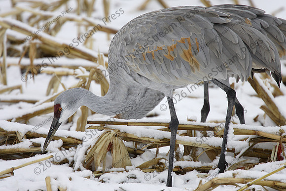 Sandhill Cranes in Winter Storm - Bosque del Apache National Wildlife Refuge